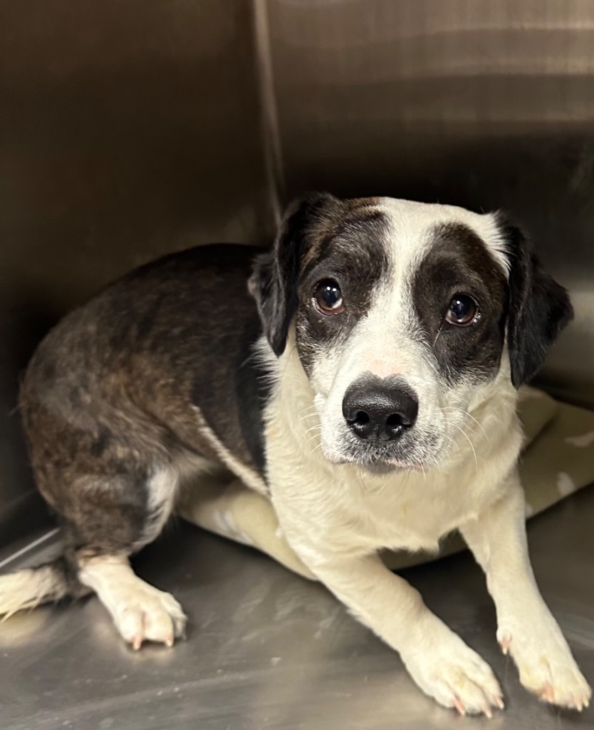 Zelda, an adoptable Corgi, Australian Cattle Dog / Blue Heeler in Rock Springs, WY, 82901 | Photo Image 1