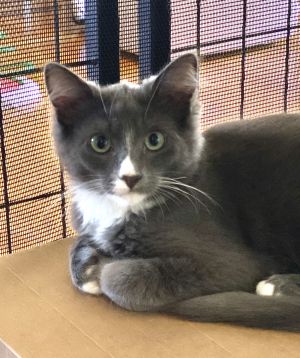 Gr, Adult Male Domestic Medium Hair