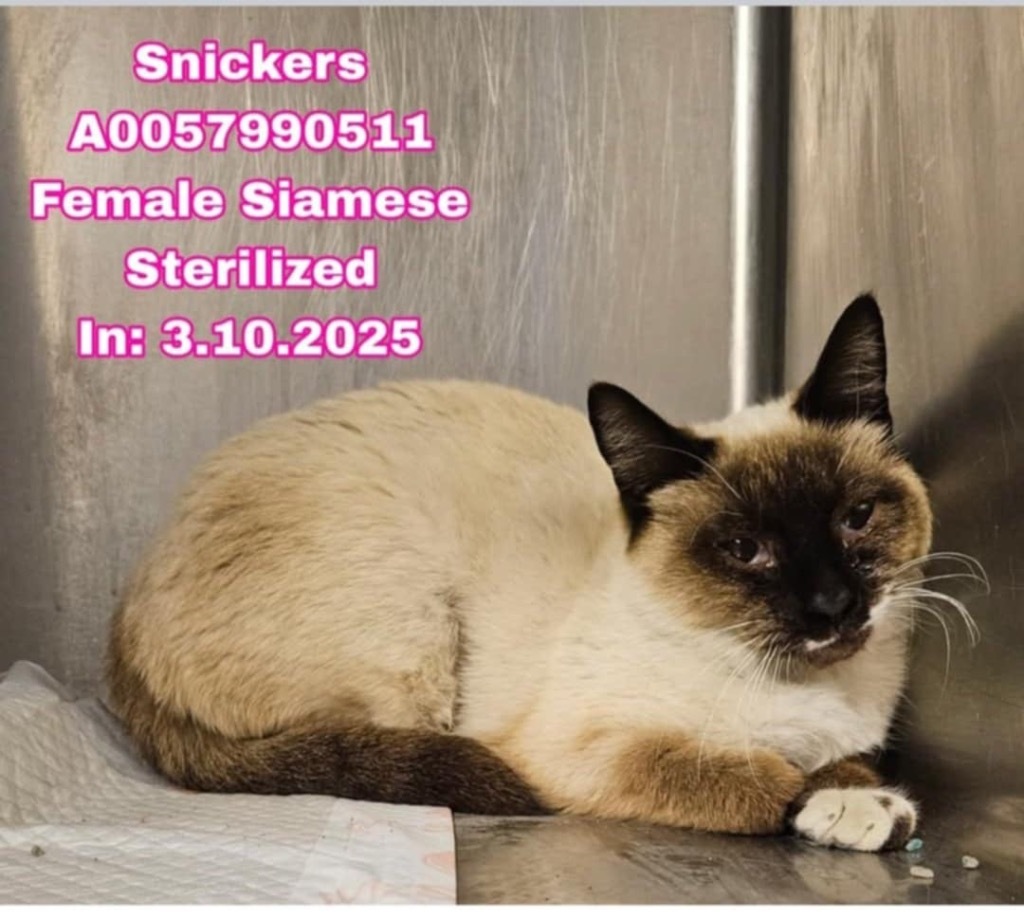 Snickers
