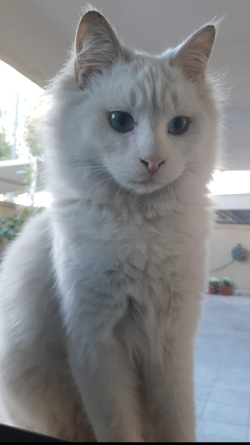 Susi, an adoptable Persian in Snow Hill, MD, 21863 | Photo Image 1