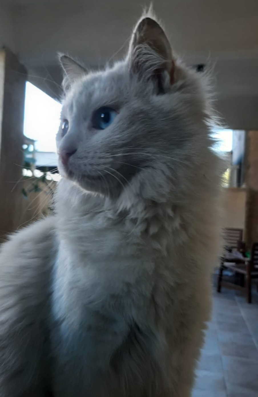 Susi, an adoptable Persian in Snow Hill, MD, 21863 | Photo Image 2