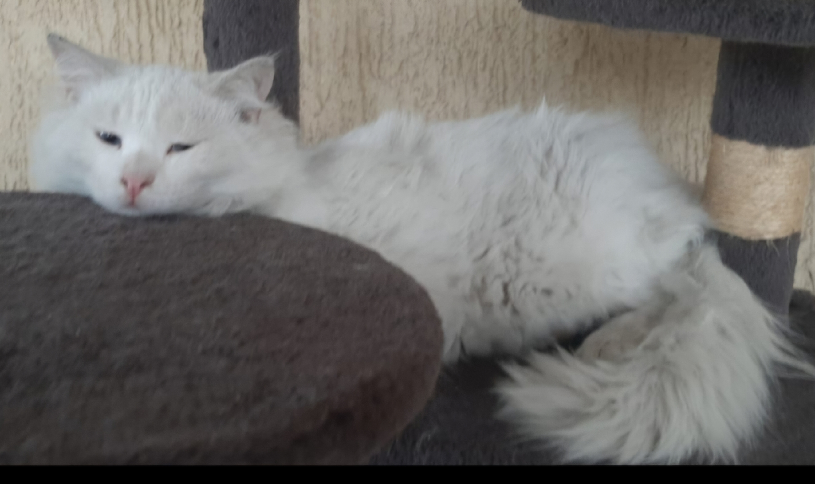 Susi, an adoptable Persian in Snow Hill, MD, 21863 | Photo Image 3