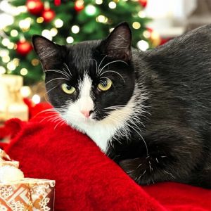 Carrie, Young Female Domestic Short Hair
