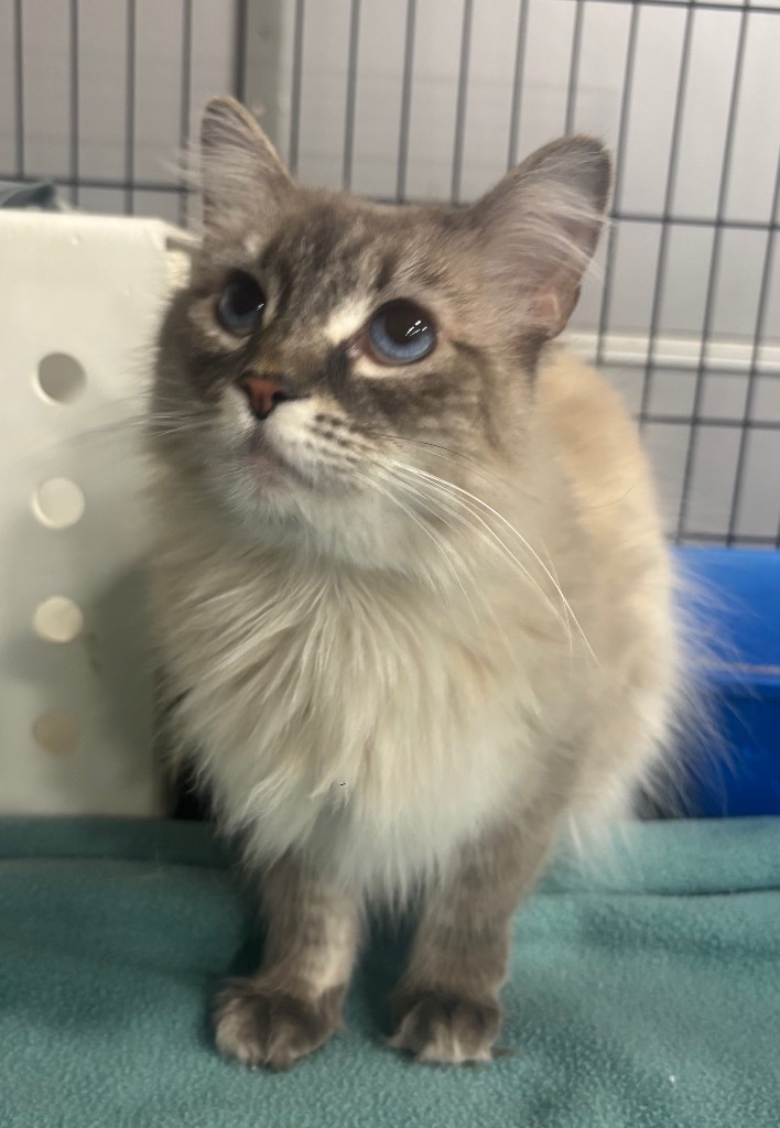 Pica, an adoptable Birman in Corpus Christi, TX, 78415 | Photo Image 1