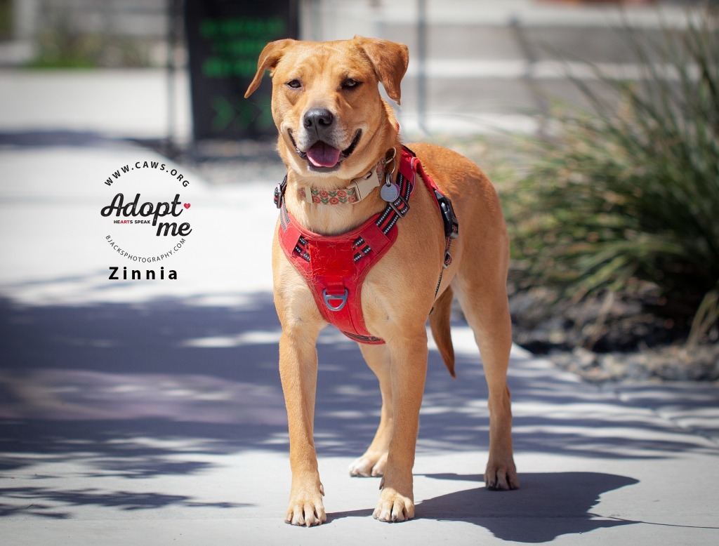 Zinnia