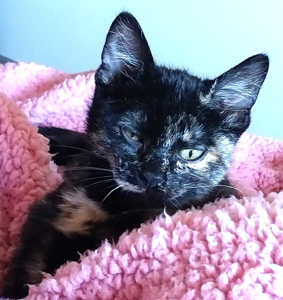 Kit Kat, an adoptable Domestic Short Hair in Salt Lake City, UT, 84117 | Photo Image 1