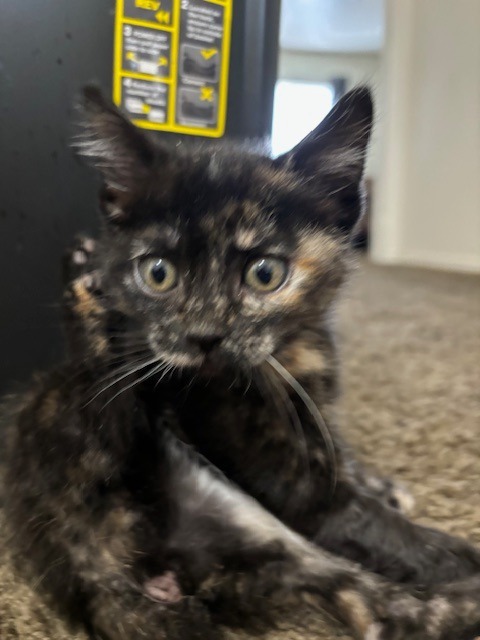 Kit Kat, an adoptable Domestic Short Hair in Salt Lake City, UT, 84117 | Photo Image 2