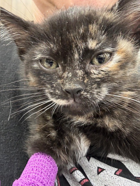 Kit Kat, an adoptable Domestic Short Hair in Salt Lake City, UT, 84117 | Photo Image 3