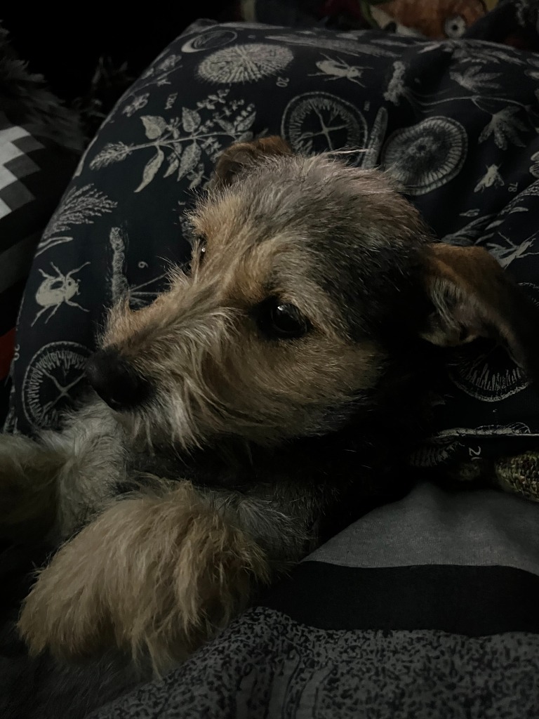 Cici