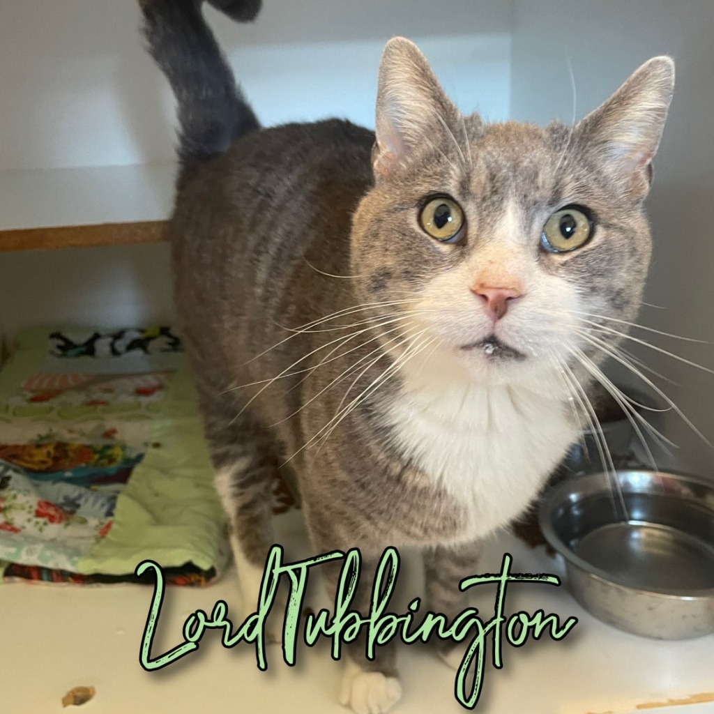 Lord Tubbington