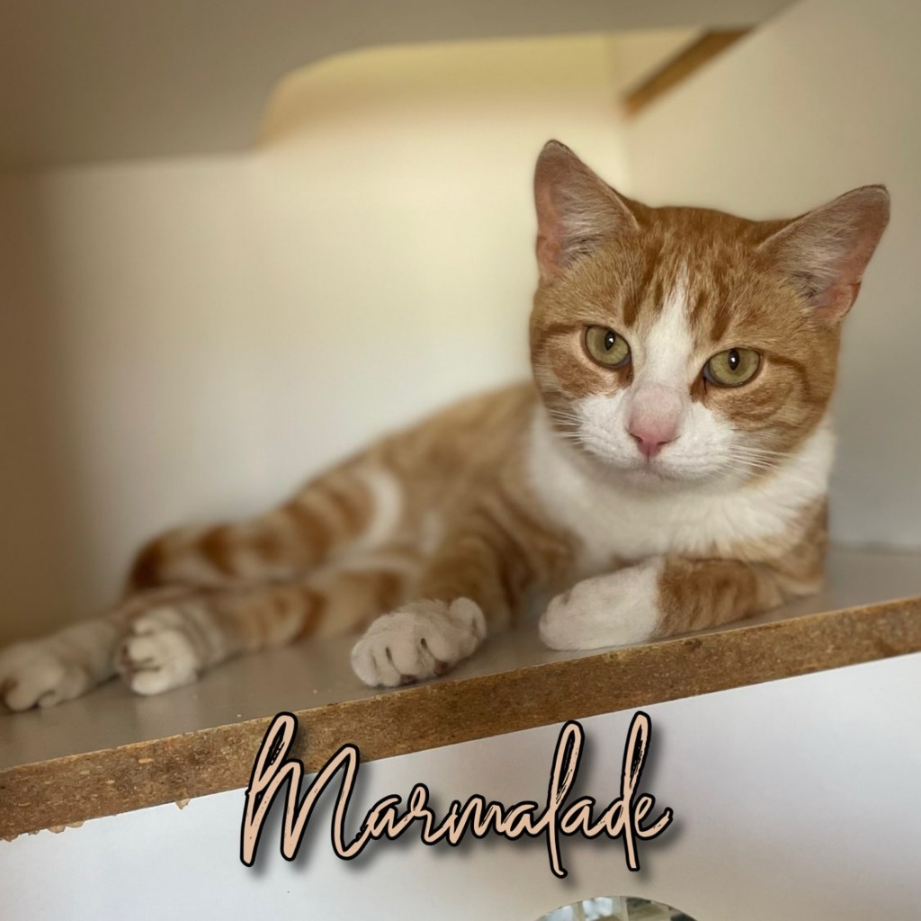 Marmalade