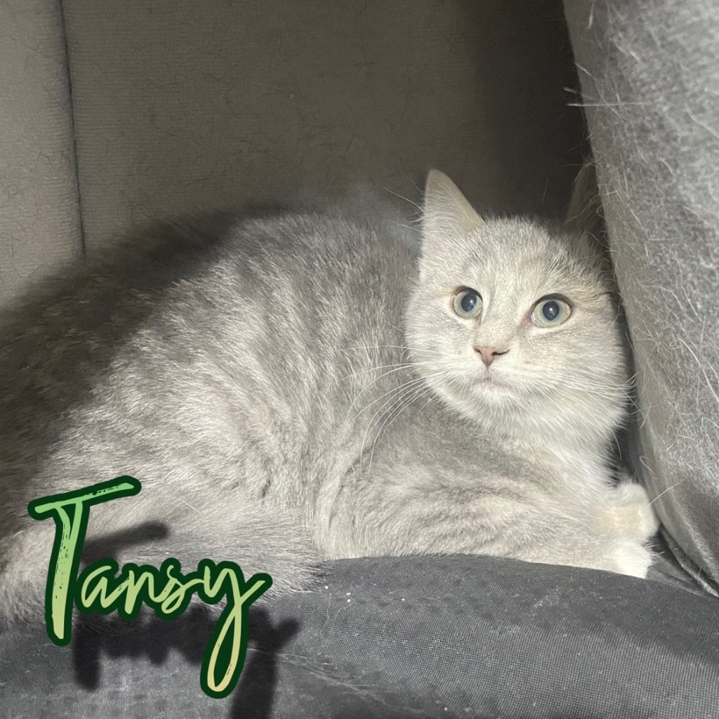 Tansy