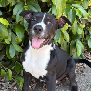 Hi My name is Cedar and Im at the Santa Barbara Campus Im a 3 month old male Black Labrador