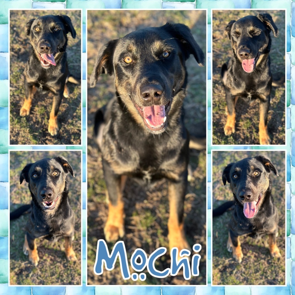 Mochi