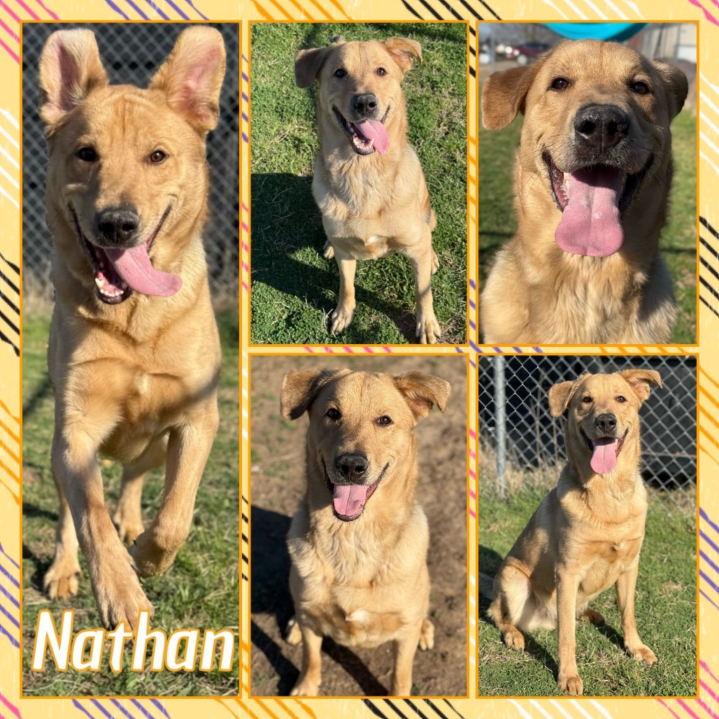 Nathan