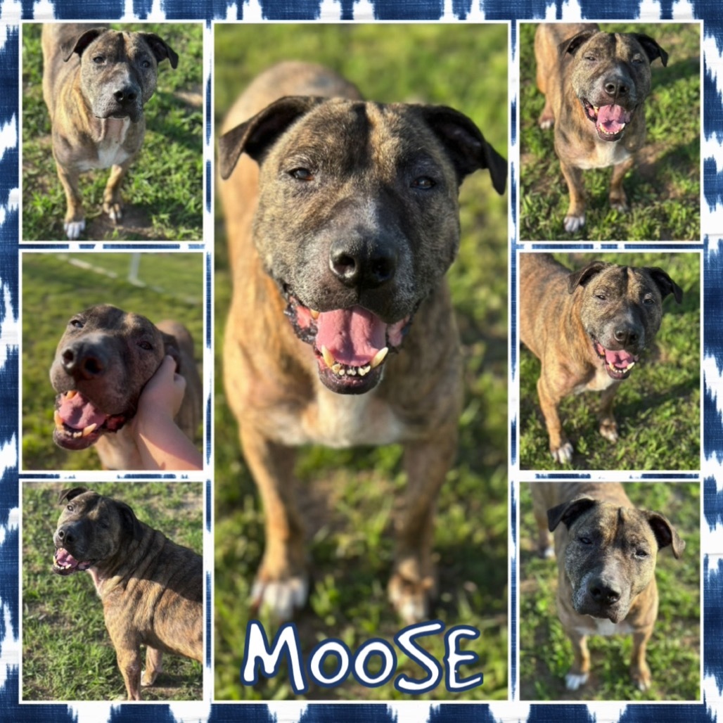 Moose
