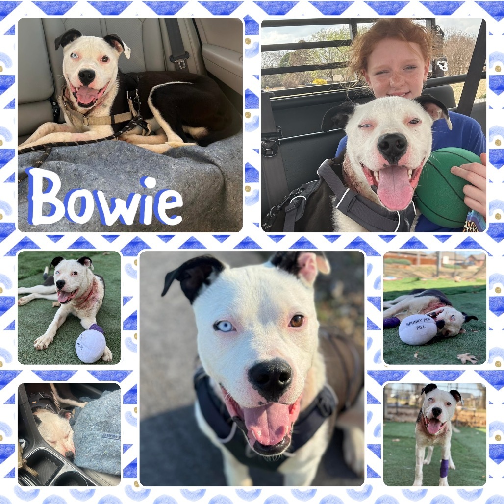 Bowie