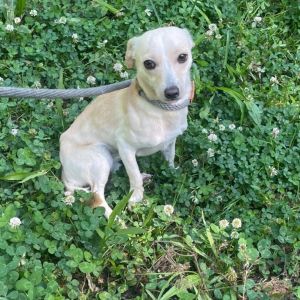 Sugar cookie, Young Female unknown