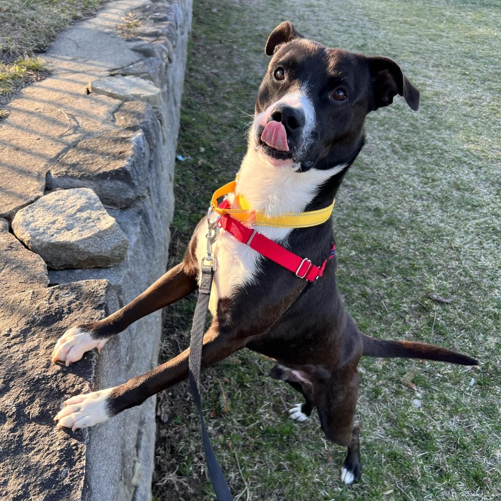 Nico