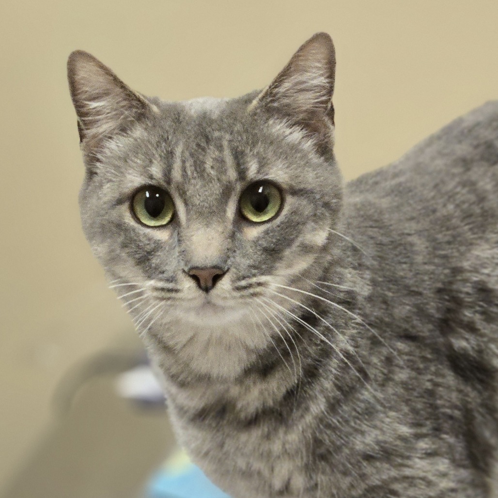 Ginger, an adoptable Domestic Short Hair in Wickenburg, AZ, 85390 | Photo Image 1