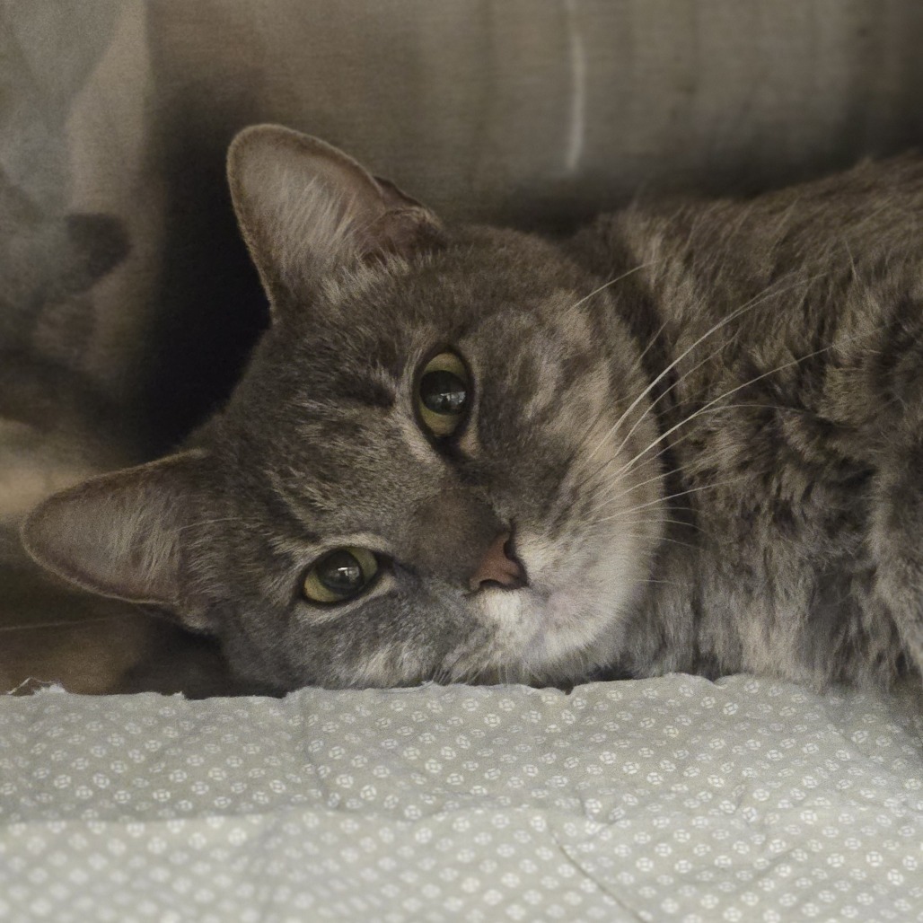 Ginger, an adoptable Domestic Short Hair in Wickenburg, AZ, 85390 | Photo Image 2