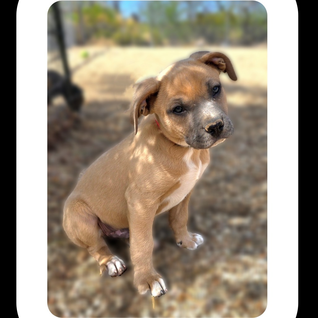 Bumblebee, an adoptable Mixed Breed in Wickenburg, AZ, 85390 | Photo Image 1