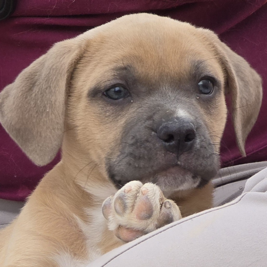 Bumblebee, an adoptable Mixed Breed in Wickenburg, AZ, 85390 | Photo Image 2