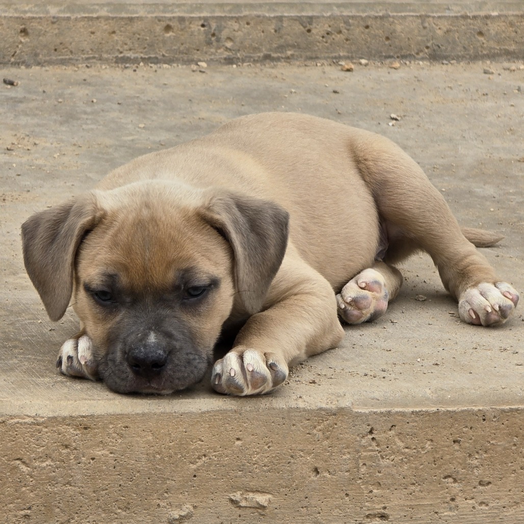 Bumblebee, an adoptable Mixed Breed in Wickenburg, AZ, 85390 | Photo Image 3