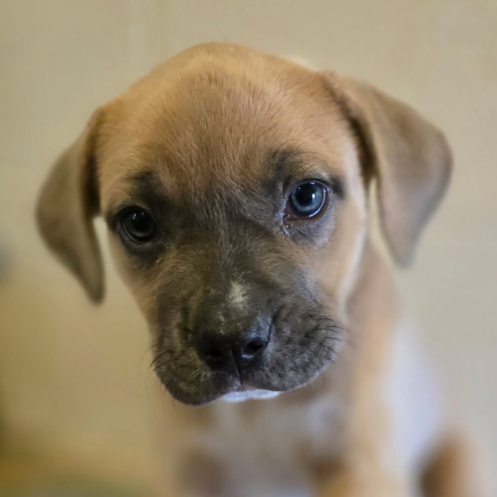 Bumblebee, an adoptable Mixed Breed in Wickenburg, AZ, 85390 | Photo Image 4