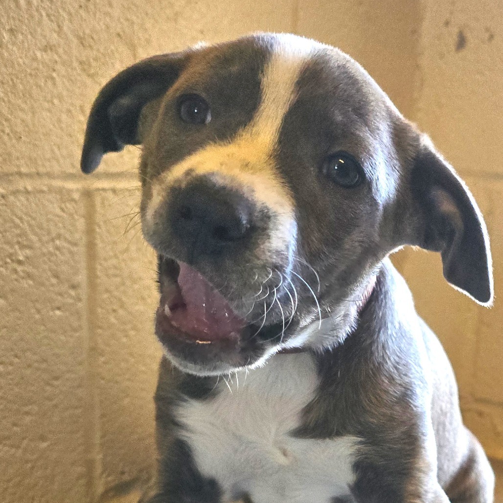 Zinnia, an adoptable Mixed Breed in Wickenburg, AZ, 85390 | Photo Image 2