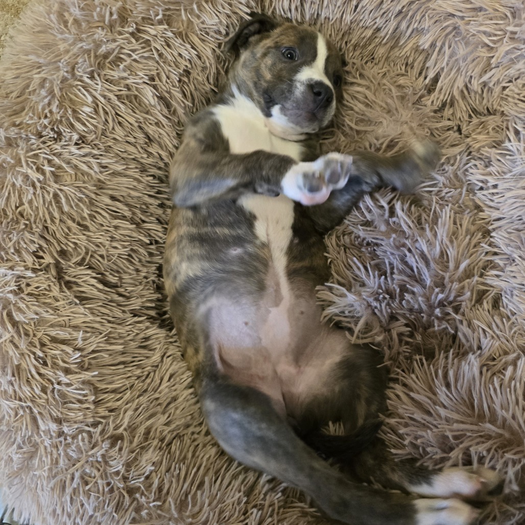 Zinnia, an adoptable Mixed Breed in Wickenburg, AZ, 85390 | Photo Image 3