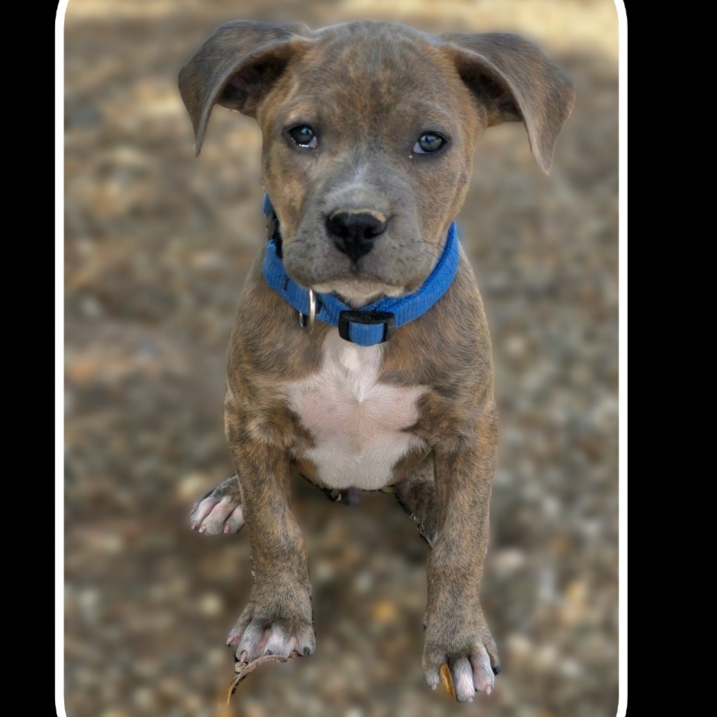 Dragonfly, an adoptable Mixed Breed in Wickenburg, AZ, 85390 | Photo Image 1