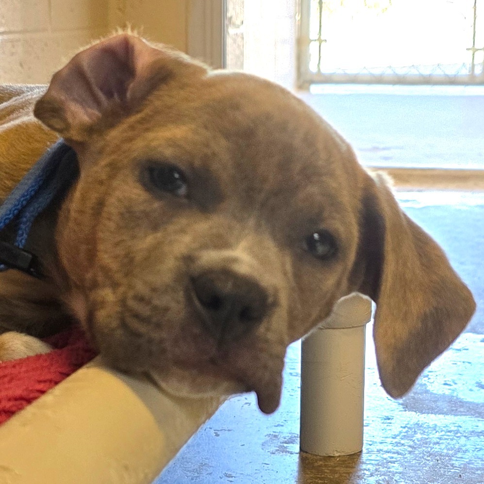 Dragonfly, an adoptable Mixed Breed in Wickenburg, AZ, 85390 | Photo Image 2