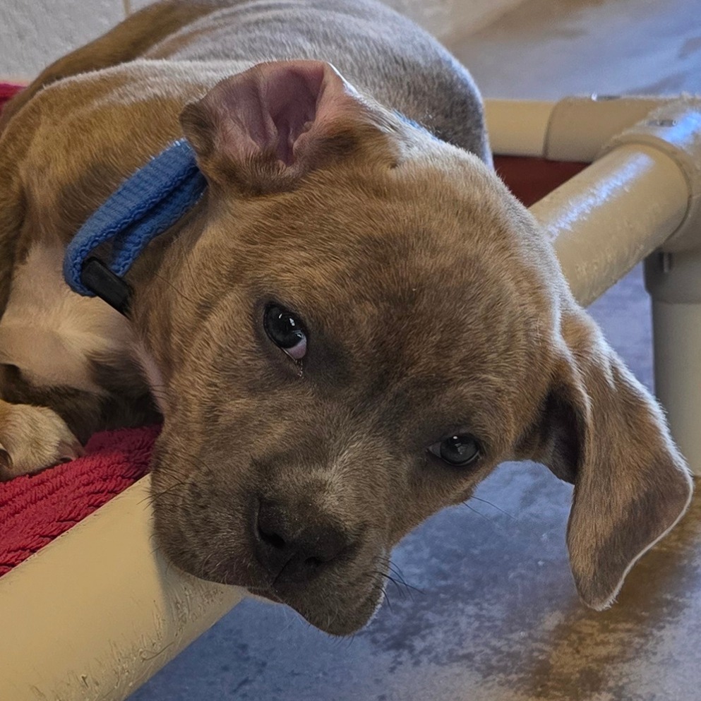 Dragonfly, an adoptable Mixed Breed in Wickenburg, AZ, 85390 | Photo Image 3