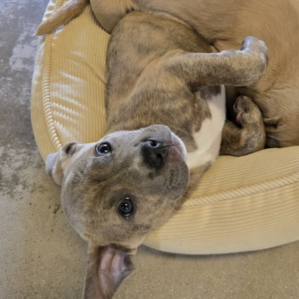Dragonfly, an adoptable Mixed Breed in Wickenburg, AZ, 85390 | Photo Image 4
