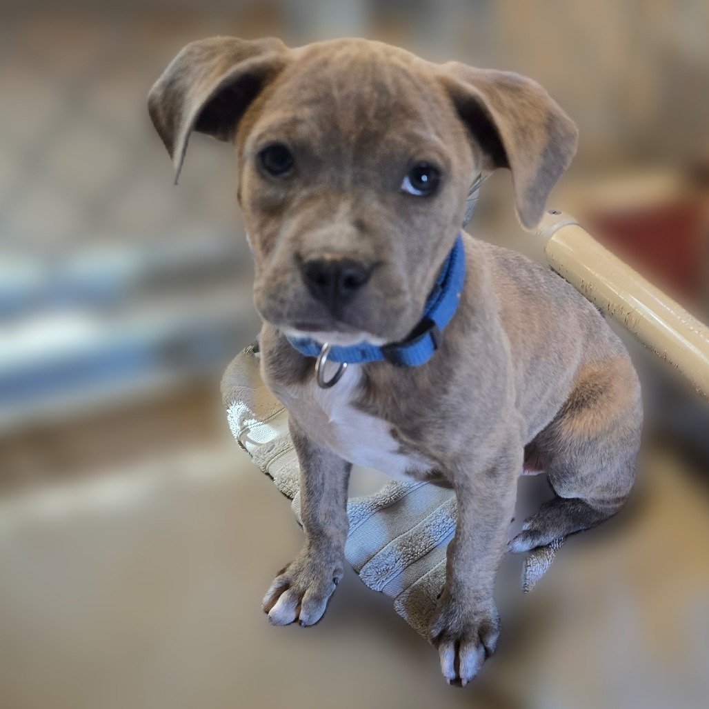 Dragonfly, an adoptable Mixed Breed in Wickenburg, AZ, 85390 | Photo Image 5