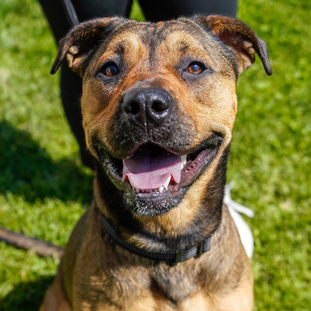 Amber, an adoptable Mastiff, Pit Bull Terrier in Thomaston, ME, 04861 | Photo Image 1