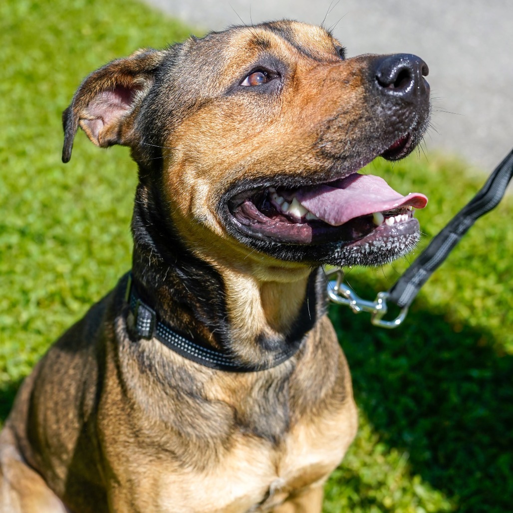 Amber, an adoptable Mastiff, Pit Bull Terrier in Thomaston, ME, 04861 | Photo Image 3
