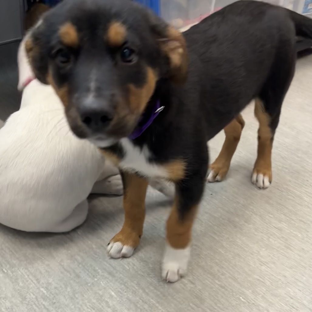 Gemma