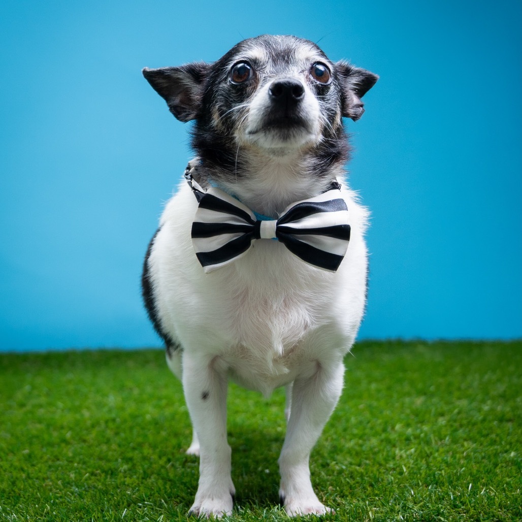 Panda, an adoptable Chihuahua, Terrier in Keaau, HI, 96749 | Photo Image 1