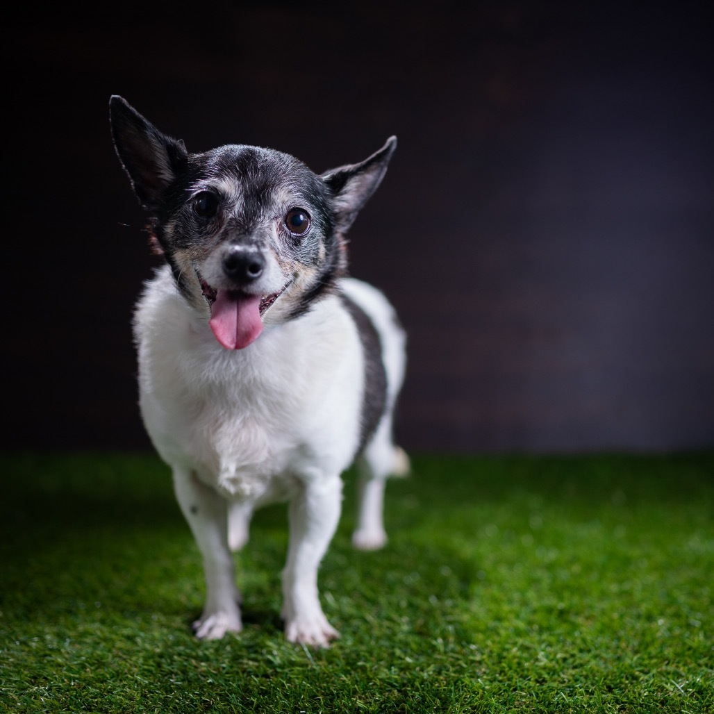 Panda, an adoptable Chihuahua, Terrier in Keaau, HI, 96749 | Photo Image 2
