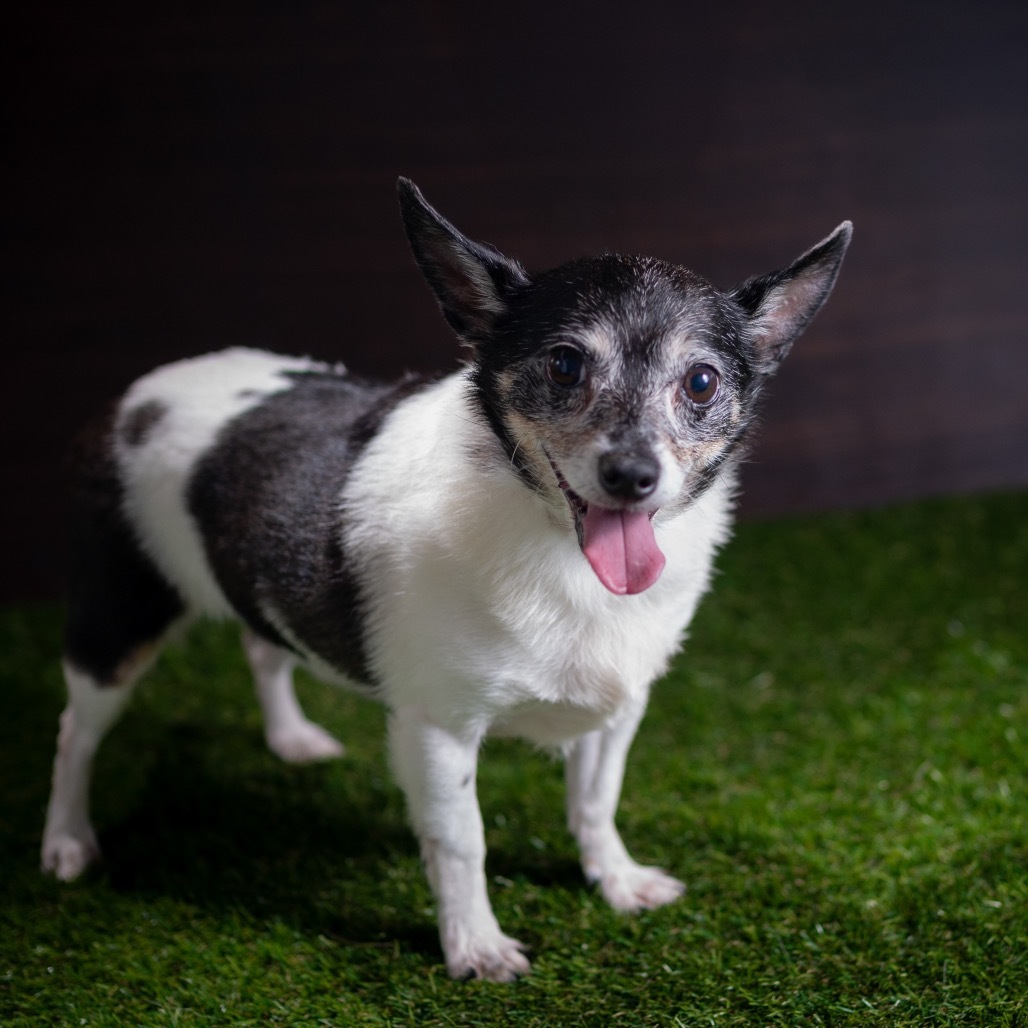 Panda, an adoptable Chihuahua, Terrier in Keaau, HI, 96749 | Photo Image 3