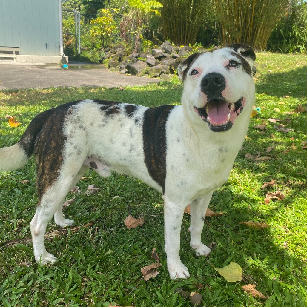 Khaos COH-A-62991, an adoptable Mixed Breed in Keaau, HI, 96749 | Photo Image 1