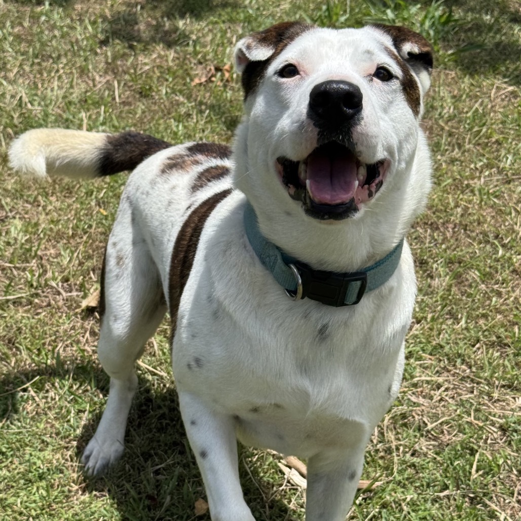 Khaos COH-A-62991, an adoptable Mixed Breed in Keaau, HI, 96749 | Photo Image 1