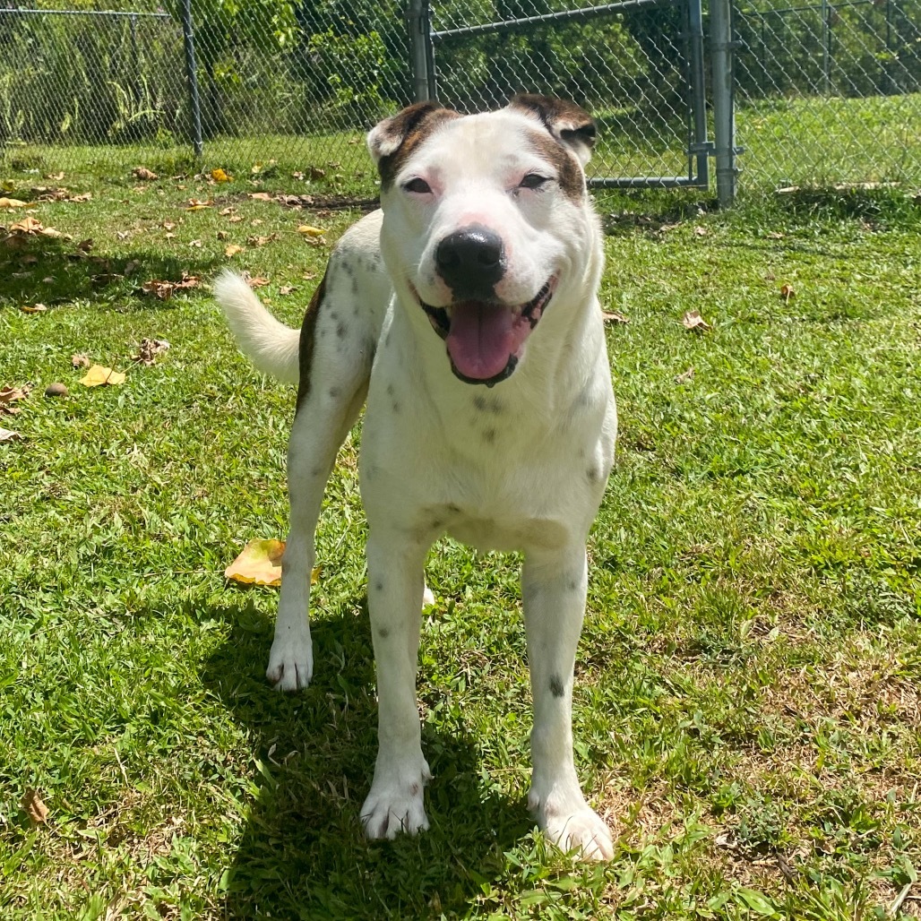 Khaos COH-A-62991, an adoptable Mixed Breed in Keaau, HI, 96749 | Photo Image 2