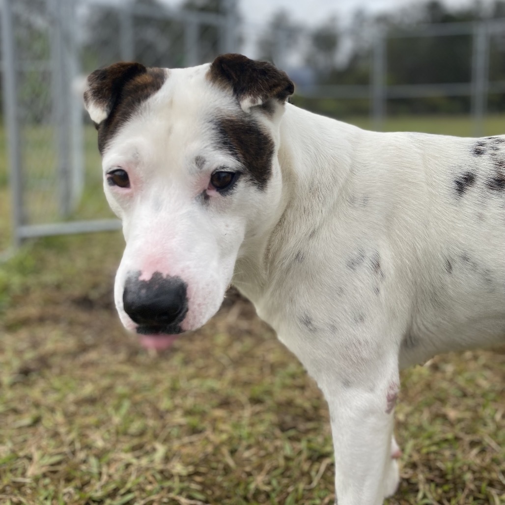 Khaos COH-A-62991, an adoptable Mixed Breed in Keaau, HI, 96749 | Photo Image 3