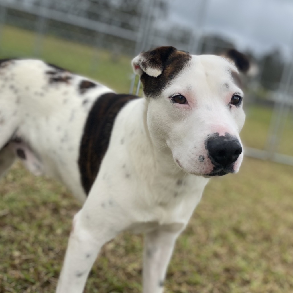 Khaos COH-A-62991, an adoptable Mixed Breed in Keaau, HI, 96749 | Photo Image 4