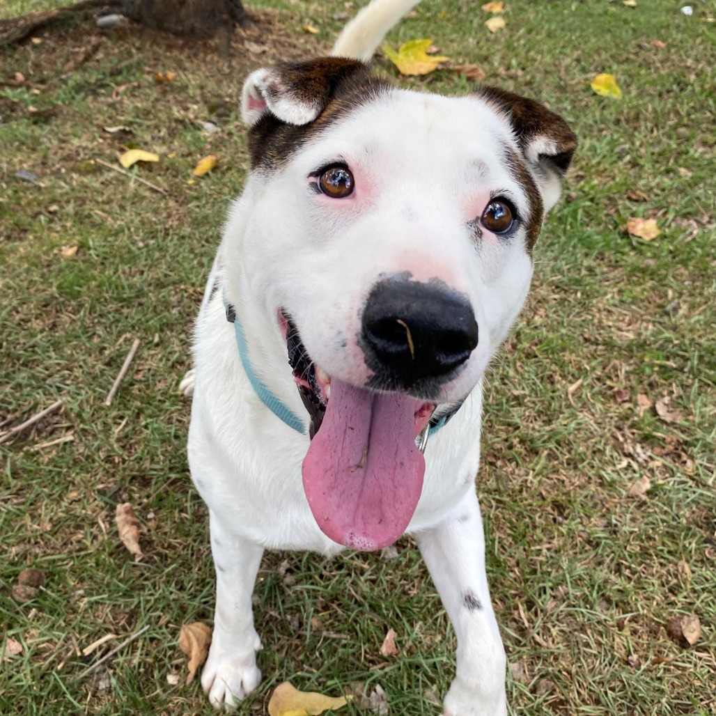 Khaos COH-A-62991, an adoptable Mixed Breed in Keaau, HI, 96749 | Photo Image 4