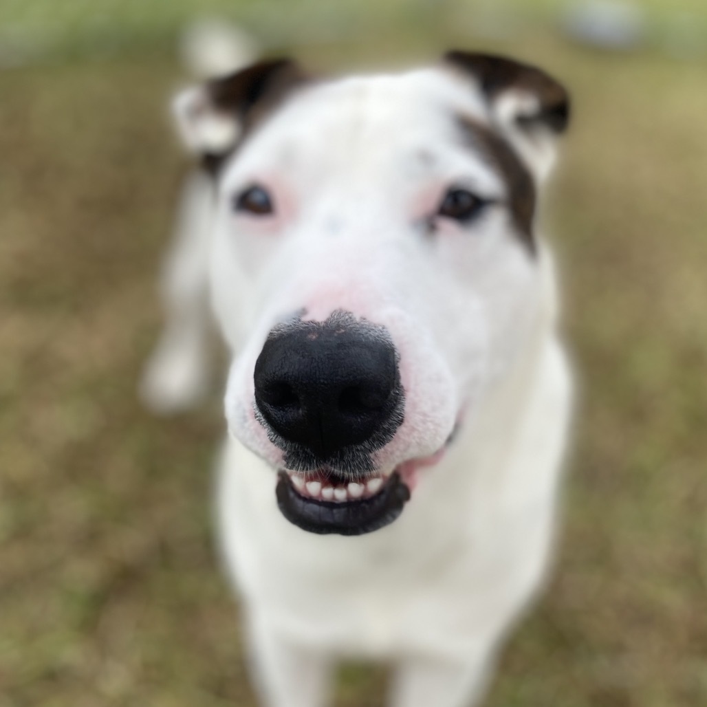 Khaos (COH-A-62991), an adoptable Mixed Breed in Keaau, HI, 96749 | Photo Image 5
