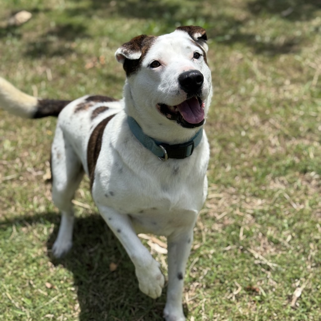 Khaos, an adoptable Mixed Breed in Keaau, HI, 96749 | Photo Image 6